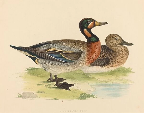 Bimaculated Duck, 1855. Creator: Unknown