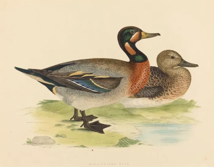 Framed Print : Bimaculated Duck, 1855. Creator: Unknown Framed Print : Bimaculated Duck, 1855. Creator: Unknown