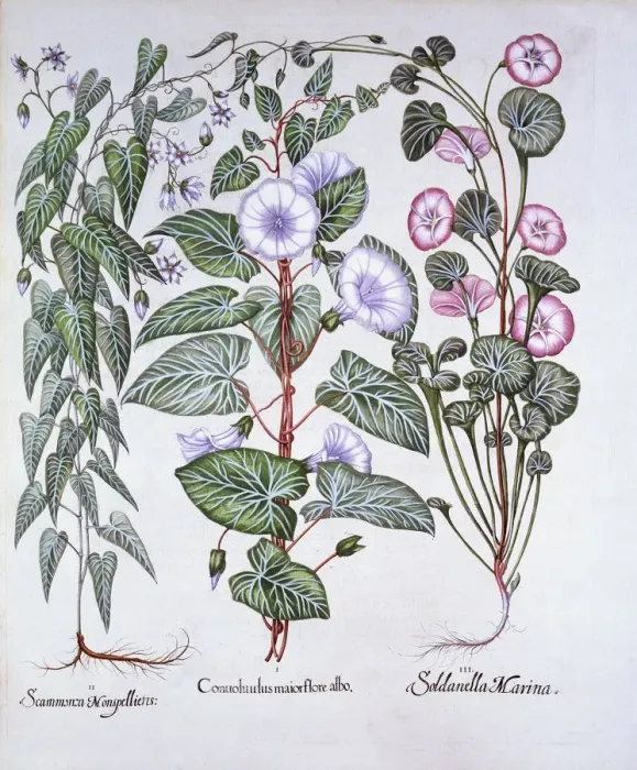 Framed Print : Bindweed, Dogs Bane and Sea Bindweed, from Hortus Eystettensis, by Basil Besler (1561-1629) Framed Print : Bindweed, Dogs Bane and Sea Bindweed, from Hortus Eystettensis, by Basil Besler (1561-1629)