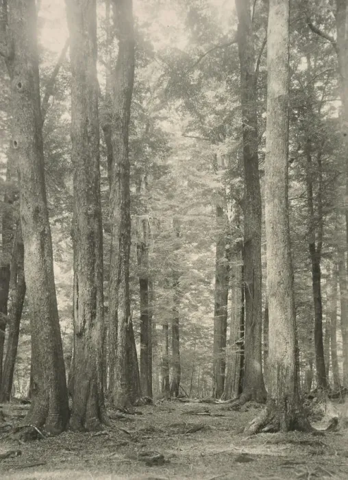 Framed Print : In the Birch forest, Paradise, Lake Wakatipu, c1924. Creator: Eunice Harriett Garlick Framed Print : In the Birch forest, Paradise, Lake Wakatipu, c1924. Creator: Eunice Harriett Garlick