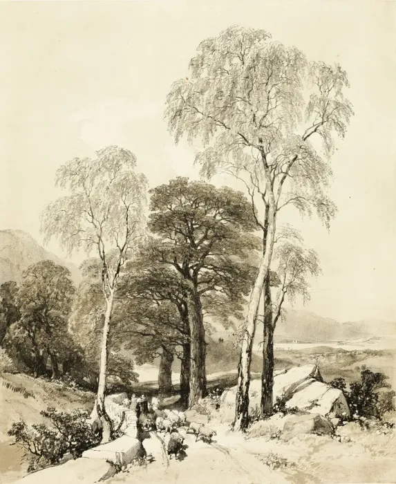 Framed Print : Birch and Oak, from The Park and the Forest, 1841. Creator: James Duffield Harding Framed Print : Birch and Oak, from The Park and the Forest, 1841. Creator: James Duffield Harding