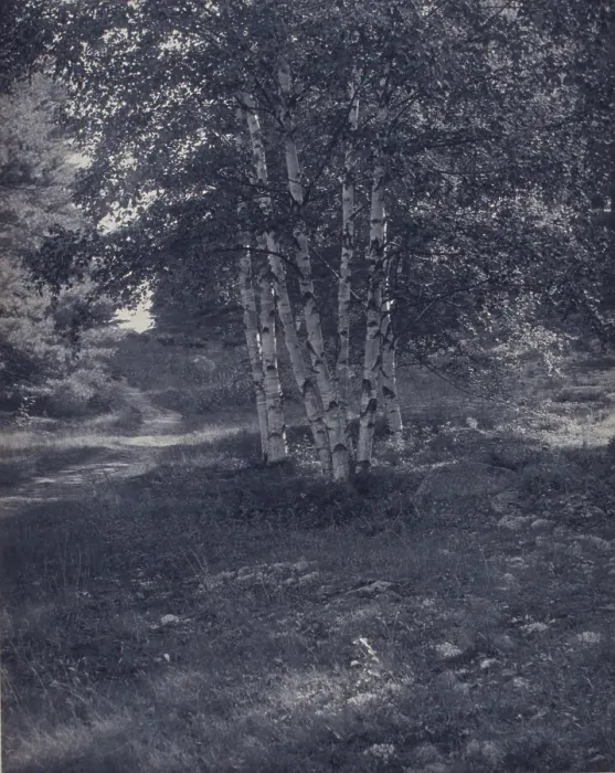 Framed Print : Birch trees along a path, c1900. Creator: W Radford Framed Print : Birch trees along a path, c1900. Creator: W Radford