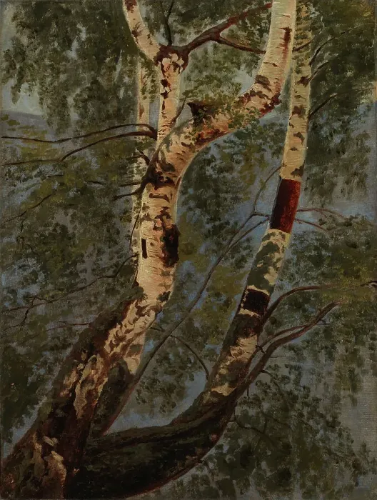 Framed Print : Birch trunks, exercise, c1854. Creator: Werner Holmberg Framed Print : Birch trunks, exercise, c1854. Creator: Werner Holmberg