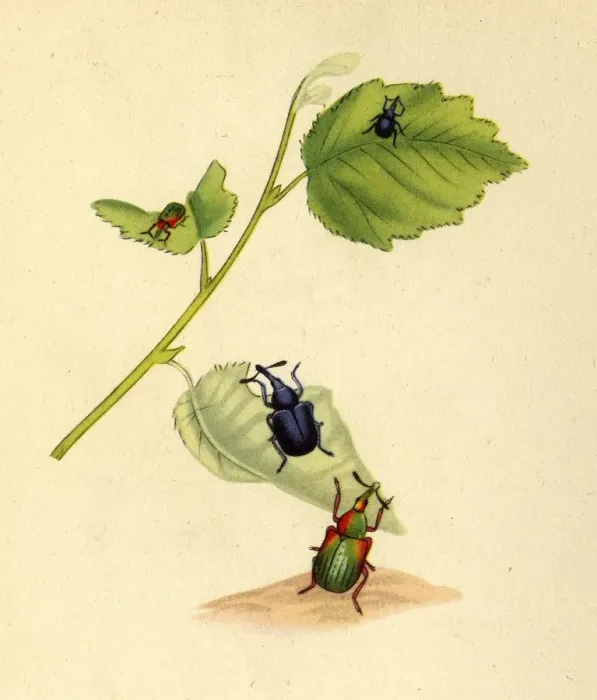 Framed Print : Birch Weevils: Curculio betulae, 1794, (1945). Creator: Edward Donovan Framed Print : Birch Weevils: Curculio betulae, 1794, (1945). Creator: Edward Donovan