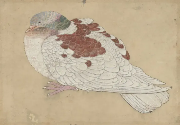 Framed Print : Bird, 18th century. Creator: Unknown Framed Print : Bird, 18th century. Creator: Unknown