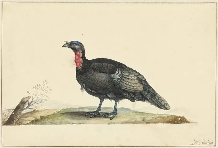Framed Print : Bird with black feathers and a red crop, standing, left, c.1699-c.1719. Creator: Nicolaas Struyk Framed Print : Bird with black feathers and a red crop, standing, left, c.1699-c.1719. Creator: Nicolaas Struyk