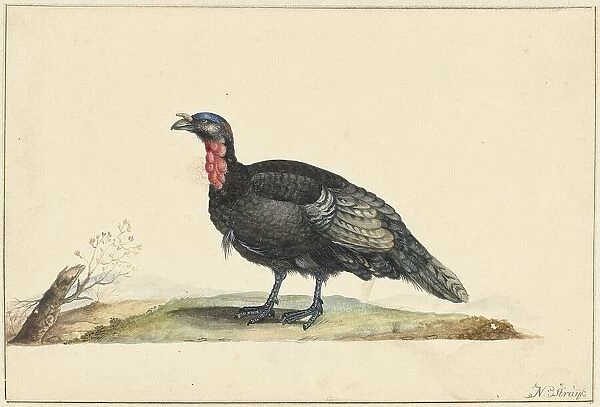 Bird with black feathers and a red crop, standing, left, c.1699-c.1719. Creator: Nicolaas Struyk
