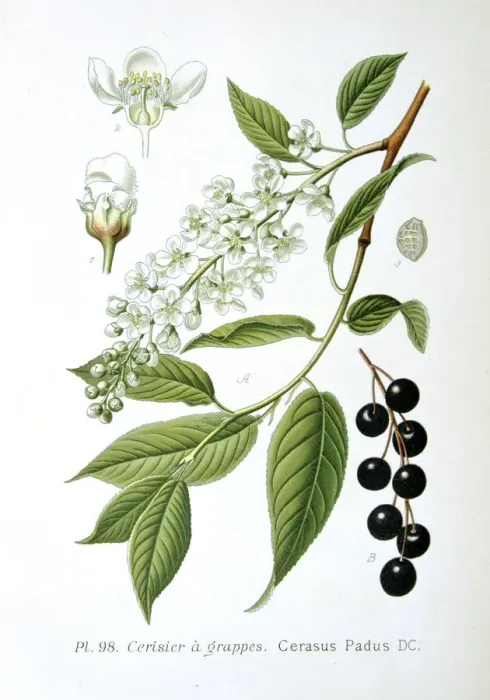 Framed Print : Bird cherry, 1893 Framed Print : Bird cherry, 1893