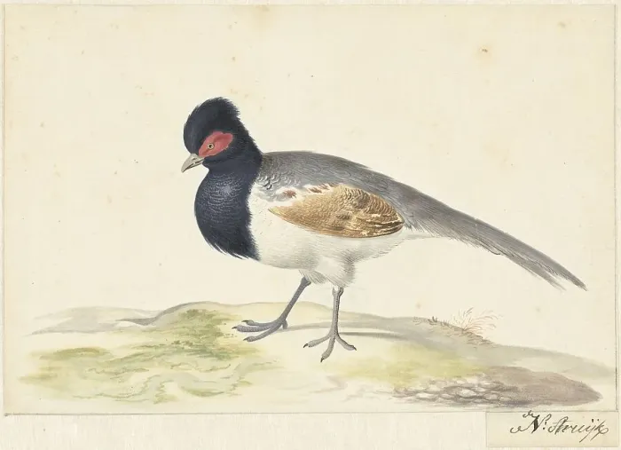 Framed Print : Bird with grey tail feathers, black head with red spot, to the left, 1699-1719. Creator: Nicolaas Struyk Framed Print : Bird with grey tail feathers, black head with red spot, to the left, 1699-1719. Creator: Nicolaas Struyk