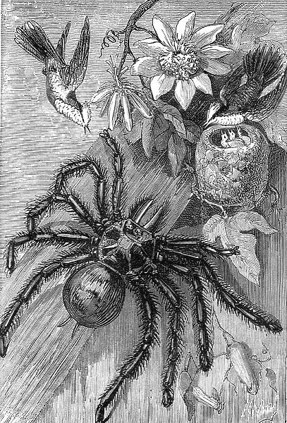 Bird-Killing Spiders; Naturalist on the Amazons, 1875. Creator: Unknown