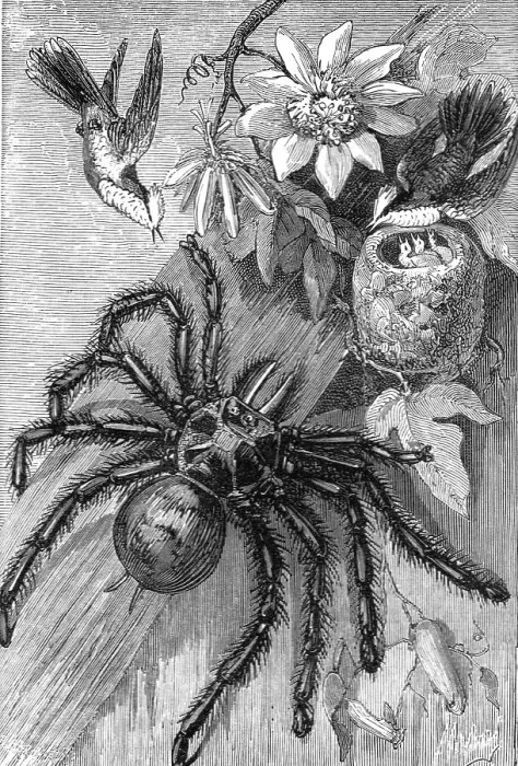 Framed Print : Bird-Killing Spiders; Naturalist on the Amazons, 1875. Creator: Unknown Framed Print : Bird-Killing Spiders; Naturalist on the Amazons, 1875. Creator: Unknown