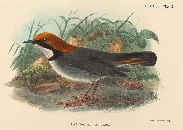 Bird (Larvivora Ruficeps). Creator: Unknown
