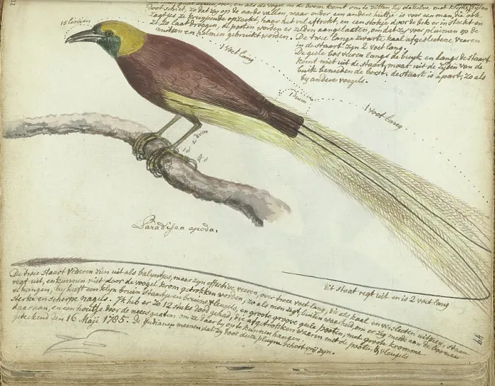 Framed Print : Bird of Paradise, 1785. Creator: Jan Brandes Framed Print : Bird of Paradise, 1785. Creator: Jan Brandes