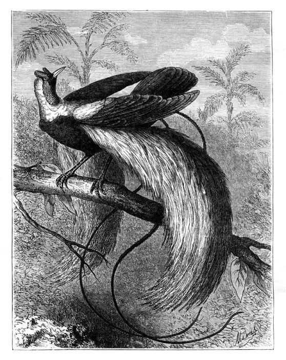 Framed Print : Bird of Paradise, 19th century. Artist: A Mesnel Framed Print : Bird of Paradise, 19th century. Artist: A Mesnel