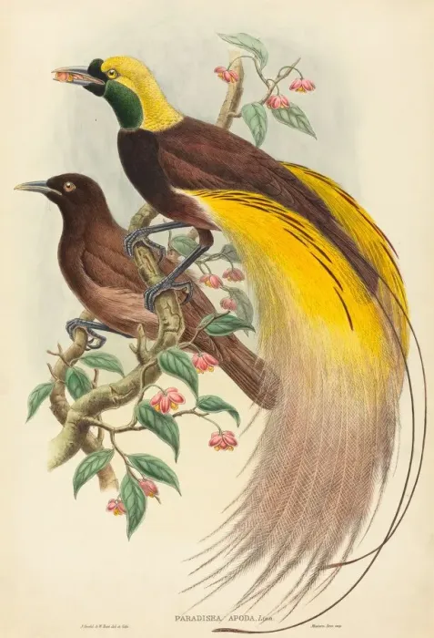 Framed Print : Bird of Paradise (Paradisea apoda), published 1875-1888 Framed Print : Bird of Paradise (Paradisea apoda), published 1875-1888