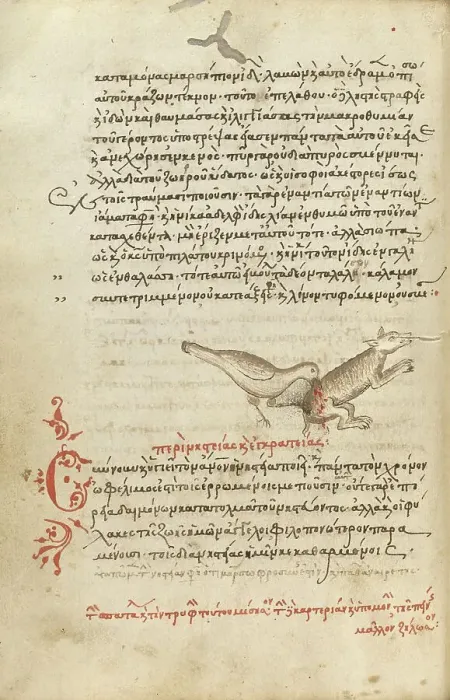 Framed Print : A Bird Pecking at an Animal; Miscellany: Physiologus: other texts, 1510-1520. Creator: Unknown Framed Print : A Bird Pecking at an Animal; Miscellany: Physiologus: other texts, 1510-1520. Creator: Unknown