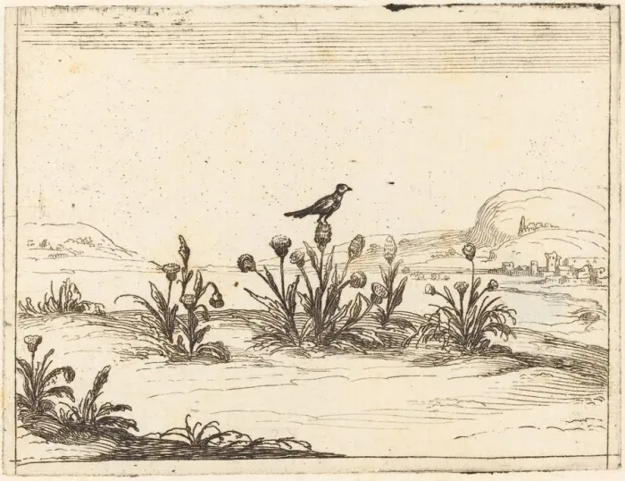 Framed Print : Bird Perched in a Thistle, 1628. Creator: Jacques Callot Framed Print : Bird Perched in a Thistle, 1628. Creator: Jacques Callot