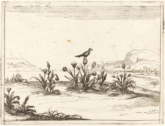 Framed Print : Bird Perched on a Thistle, 1628. Creator: Jacques Callot Framed Print : Bird Perched on a Thistle, 1628. Creator: Jacques Callot