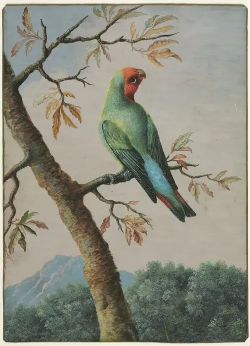 Framed Print : Bird Study. Creator: George Edwards (British, 1694-1773) Framed Print : Bird Study. Creator: George Edwards (British, 1694-1773)