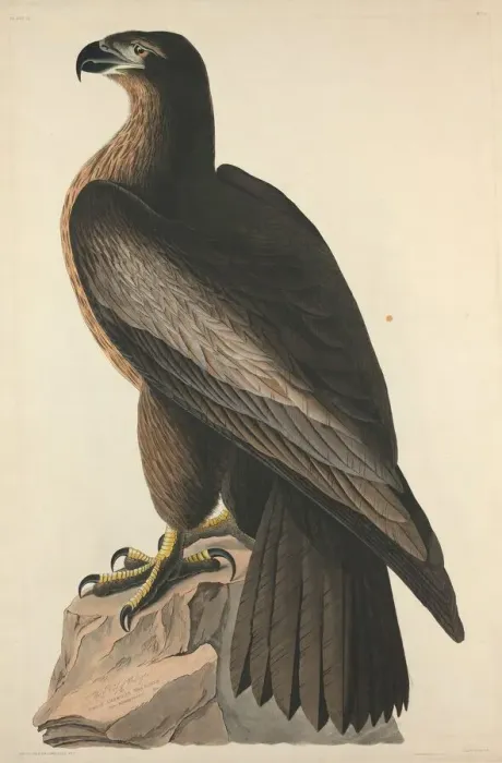 Framed Print : The Bird of Washington or Great American Sea Eagle, 1827. Creator: Robert Havell Framed Print : The Bird of Washington or Great American Sea Eagle, 1827. Creator: Robert Havell
