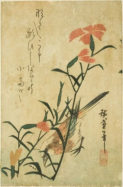 Bird and wild carnation, c. 1830s. Creator: Ando Hiroshige
