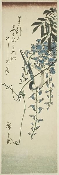 Bird and wisteria, n. d. Creator: Ando Hiroshige