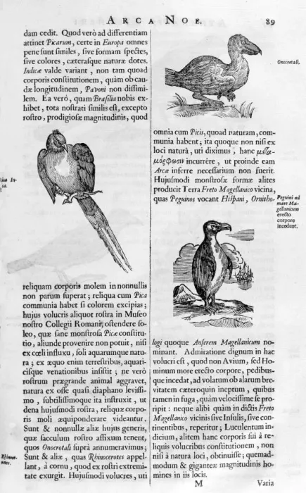 Framed Print : Birds, 1675. Artist: Athanasius Kircher Framed Print : Birds, 1675. Artist: Athanasius Kircher
