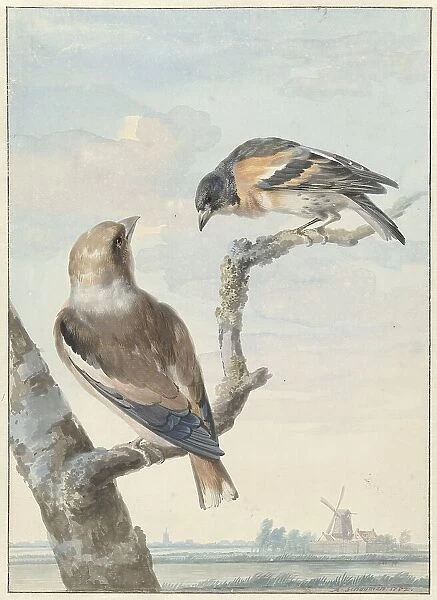Two birds: an apple finch (coccothraustes coccothraustes) and a keep (fringilla montifringilla), 175 Creator: Aert Schouman