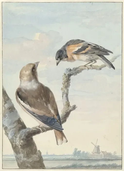 Framed Print : Two birds: an apple finch (coccothraustes coccothraustes) and a keep (fringilla montifringilla), 175 Creator: Aert Schouman Framed Print : Two birds: an apple finch (coccothraustes coccothraustes) and a keep (fringilla montifringilla), 175 Creator: Aert Schouman