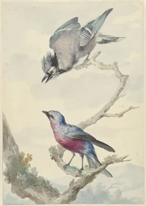 Framed Print : Two birds: a blue jay and a purple breast motinga, 1760. Creator: Aert Schouman Framed Print : Two birds: a blue jay and a purple breast motinga, 1760. Creator: Aert Schouman
