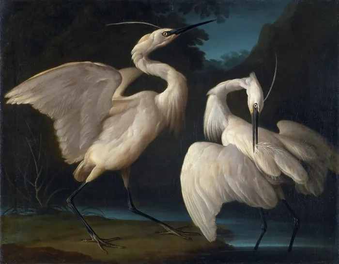 Framed Print : Two Birds, c1730-1740. Creator: Duranti, Giorgio (1683-1768)