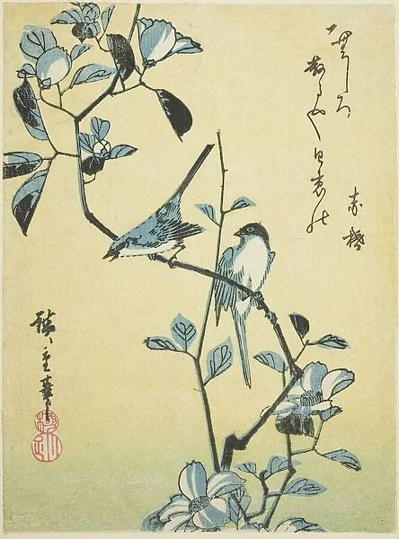 Birds on camellia branch, 1830s. Creator: Ando Hiroshige