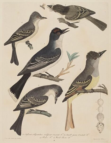 Five Birds with Their Eggs and an Insect, published 1808  /  1814. Creator: Alexander Lawson