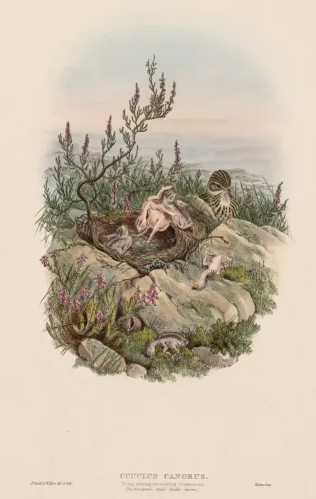 Framed Print : The Birds of Great Britain: Cuculus canorus. Creator: John Gould (British, 1804-1881) Framed Print : The Birds of Great Britain: Cuculus canorus. Creator: John Gould (British, 1804-1881)