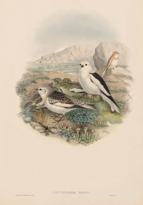 Framed Print : The Birds of Great Britain: Plestrophanes nivalis. Creator: John Gould (British, 1804-1881) Framed Print : The Birds of Great Britain: Plestrophanes nivalis. Creator: John Gould (British, 1804-1881)