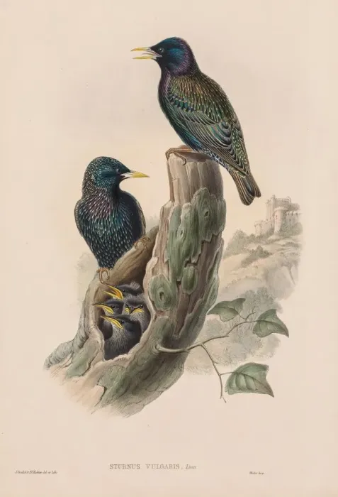 Framed Print : The Birds of Great Britain: Sturnur vulgaris. Creator: John Gould (British, 1804-1881) Framed Print : The Birds of Great Britain: Sturnur vulgaris. Creator: John Gould (British, 1804-1881)