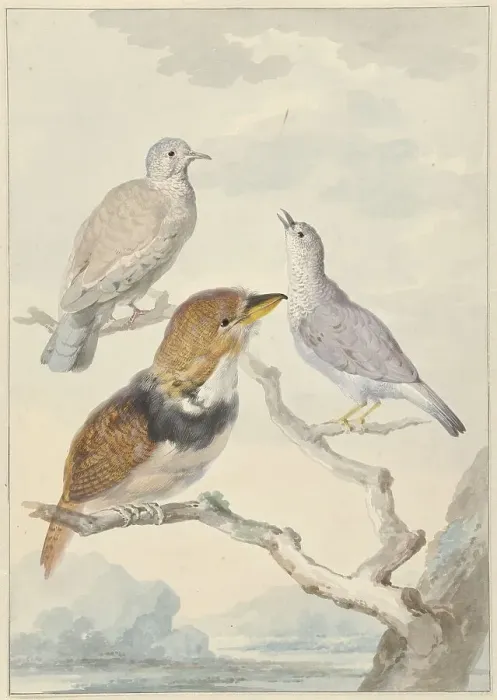 Framed Print : Three birds, two incad pigeons and a collared puffbird, 1753. Creator: Aert Schouman Framed Print : Three birds, two incad pigeons and a collared puffbird, 1753. Creator: Aert Schouman