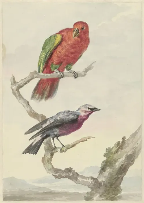 Framed Print : Two birds, including a red-green parrot, 1720-1792. Creator: Aert Schouman Framed Print : Two birds, including a red-green parrot, 1720-1792. Creator: Aert Schouman