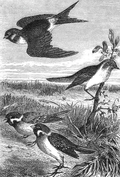Birds of Japan; A European Sojourn in Japan, 1875. Creator: Unknown