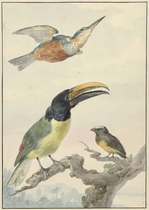 Framed Print : Three birds: a kingfisher, a prince von Wied's toucan and an organist finch, 1720-1792. Creator: Aert Schouman Framed Print : Three birds: a kingfisher, a prince von Wied's toucan and an organist finch, 1720-1792. Creator: Aert Schouman