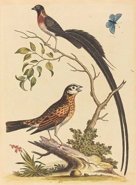 Two Birds, One with Very Long Tailfeathers, and Blue Butterfly, published 1745