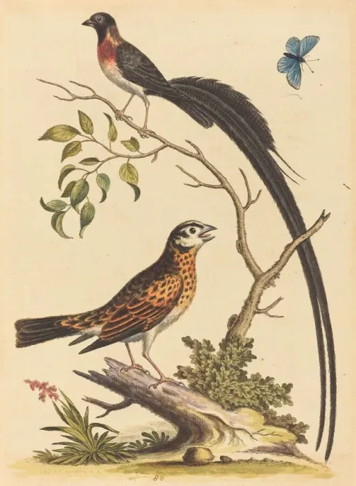 Framed Print : Two Birds, One with Very Long Tailfeathers, and Blue Butterfly, published 1745 Framed Print : Two Birds, One with Very Long Tailfeathers, and Blue Butterfly, published 1745