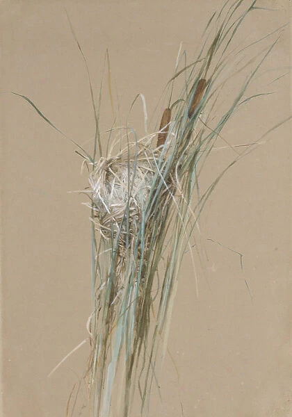 Birds Nest in Cattails, ca. 1875. Creator: Fidelia Bridges