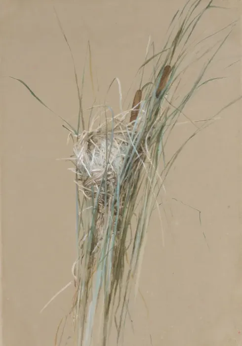 Framed Print : Birds Nest in Cattails, ca. 1875. Creator: Fidelia Bridges Framed Print : Birds Nest in Cattails, ca. 1875. Creator: Fidelia Bridges