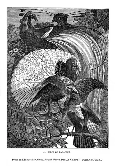 Framed Print : Birds of Paradise, c1770-1820 (1843). Artist: Messrs Sly and Wilson Framed Print : Birds of Paradise, c1770-1820 (1843). Artist: Messrs Sly and Wilson