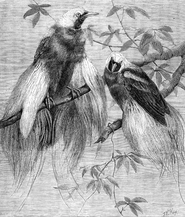 Framed Print : Birds of Paradise in the Zoological Society's Gardens, Regent's Park, 1862. Creator: Friedrich Wilhelm Keyl Framed Print : Birds of Paradise in the Zoological Society's Gardens, Regent's Park, 1862. Creator: Friedrich Wilhelm Keyl
