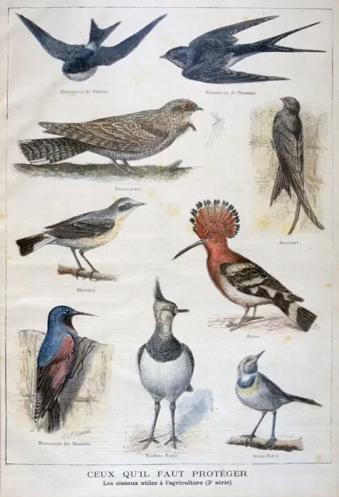 Framed Print : Birds that are protected, and helpful in agriculture, 1897. Artist: F Meaulle Framed Print : Birds that are protected, and helpful in agriculture, 1897. Artist: F Meaulle
