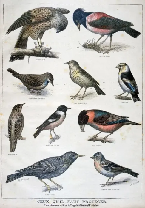 Framed Print : Birds that are protected, and helpful in agriculture, 1897. Artist: F Meaulle Framed Print : Birds that are protected, and helpful in agriculture, 1897. Artist: F Meaulle