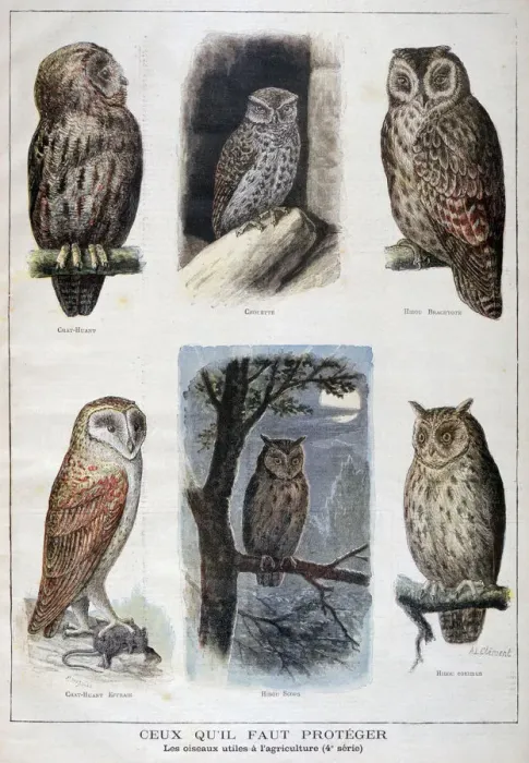 Framed Print : Birds that are protected, and helpful in agriculture, 1897. Artist: F Meaulle