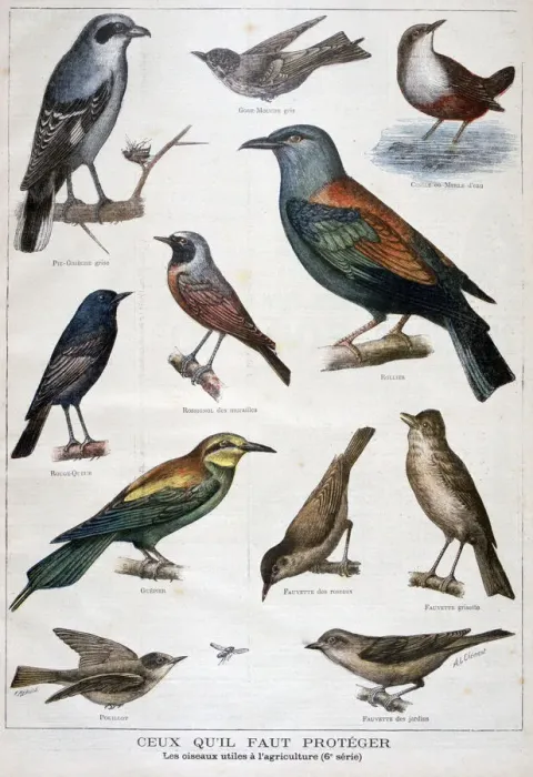 Framed Print : Birds that are protected, and helpful in agriculture, 1897. Artist: F Meaulle Framed Print : Birds that are protected, and helpful in agriculture, 1897. Artist: F Meaulle